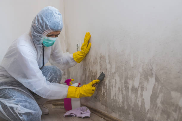 Best Mold Odor Removal Services  in River Oaks, TX