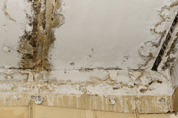 Mold Odor Removal Services in River Oaks, TX